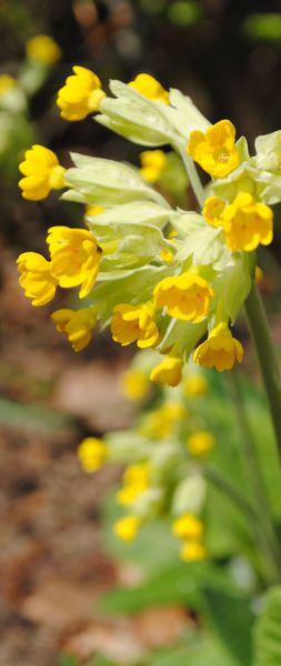 Schlüsselblume